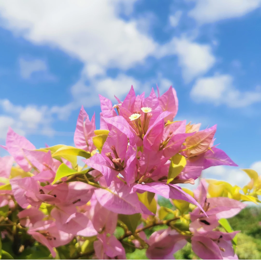 三角梅老桩000001.直播链接(私自拍默认发小苗）