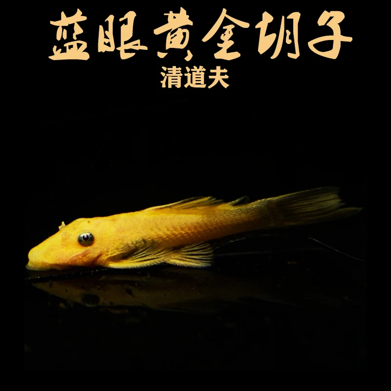黄金胡子大帆工具鱼清缸除藻热带小型淡水鱼混养活体清洁精品观赏