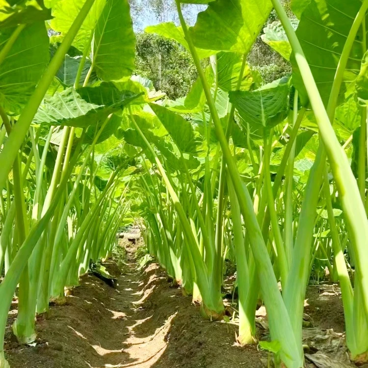 白芋苗农家新鲜广菜芋蒙苗现摘现发广西特产可腌制酸菜