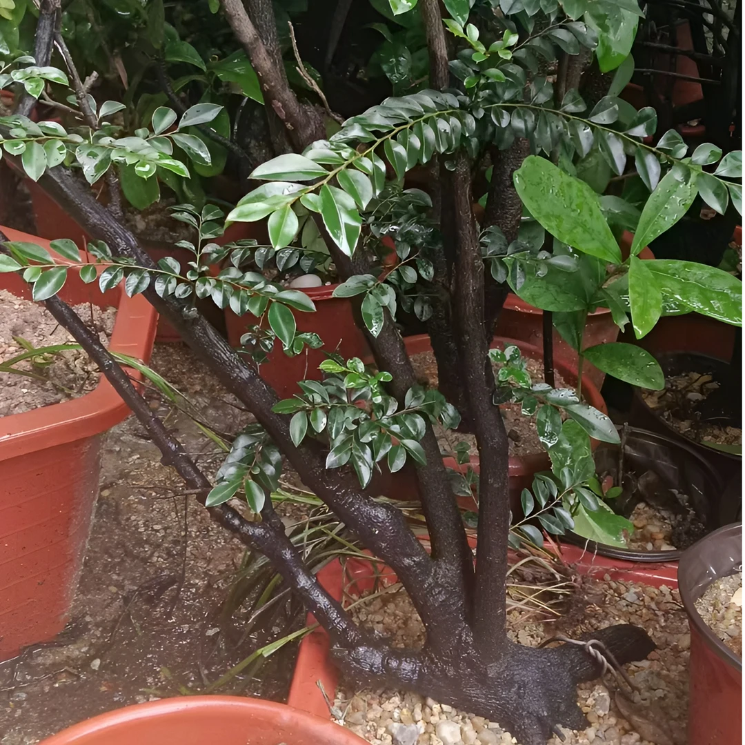 【20-300】明忠绿植盆景 一物一拍