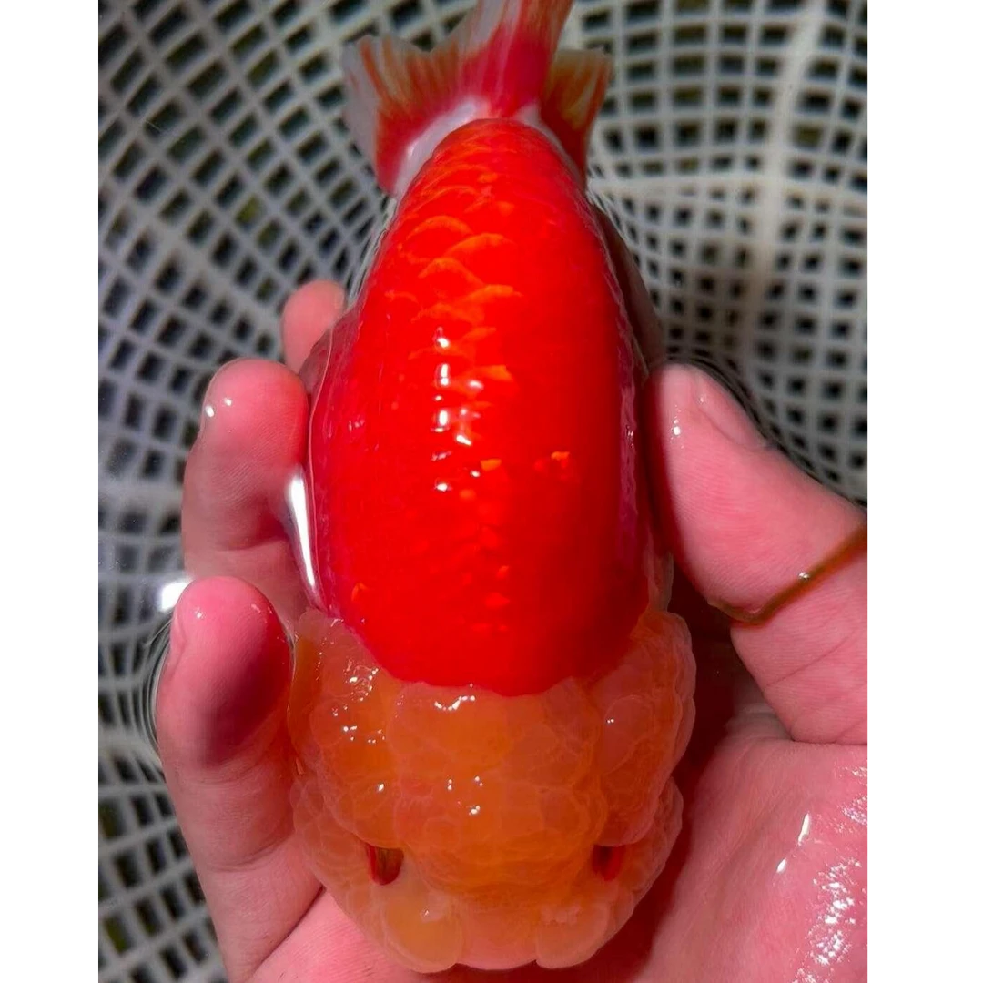 玉面红袍兰寿金鱼波妞冷水鱼