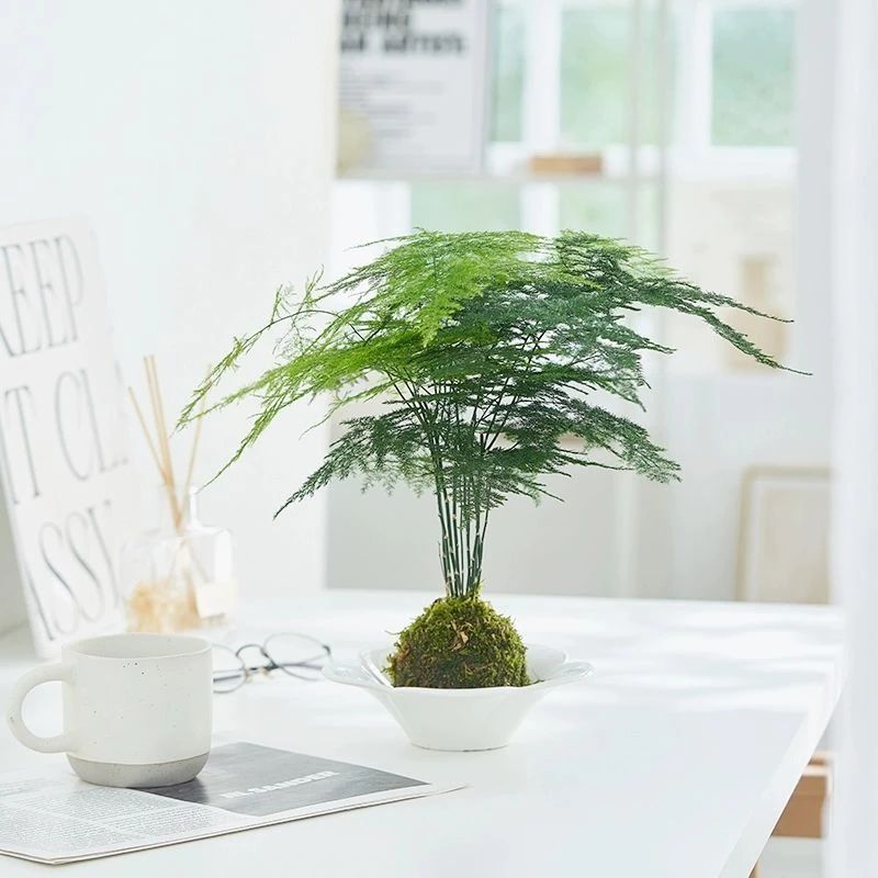 禅意文竹盆栽植物室内花卉盆景客厅办公室桌面小绿植四季常青