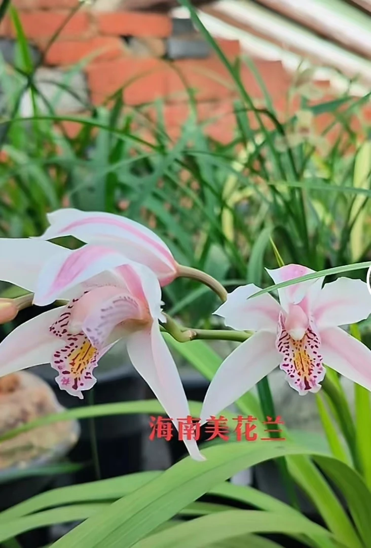 海南虎头兰开花浓香型的一年四季长青不落叶1