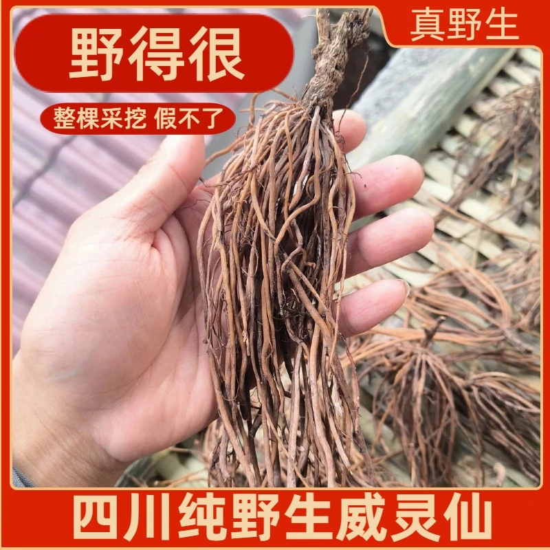 四川纯野生威灵仙中药正品化鱼刺新鲜威灵仙铁脚威灵仙干货打粉
