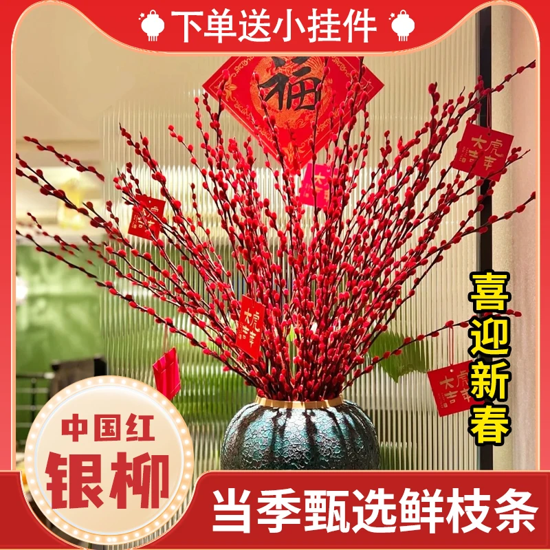 耐寒红色银柳新年鲜枝真花银柳年宵花水培花卉彩色室内客厅装饰花