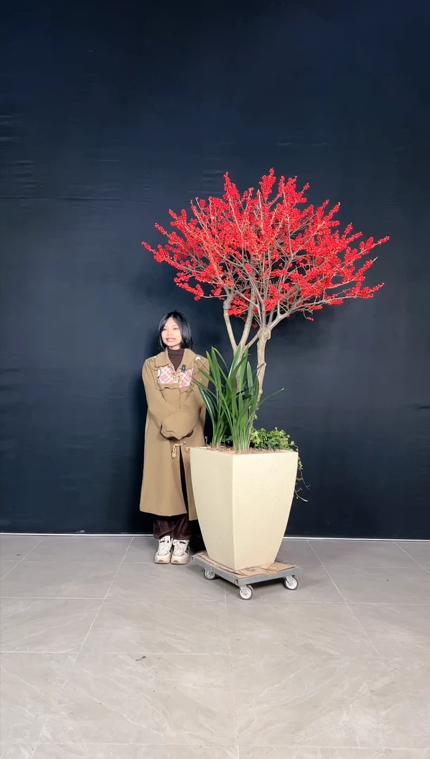 【闪购商品】北美冬青树北美冬青树