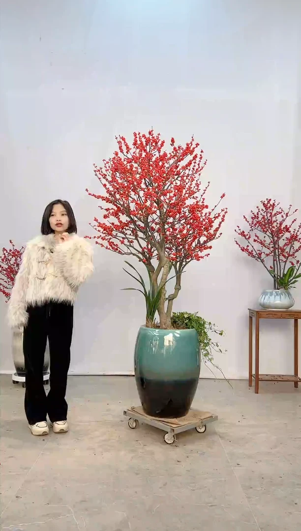 【闪购商品】北美冬青树北美冬青树