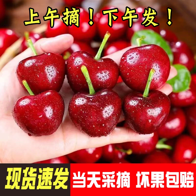 【天水大樱桃】京东冷链甘肃天水大樱桃新鲜水果当季现货现摘 3-5斤