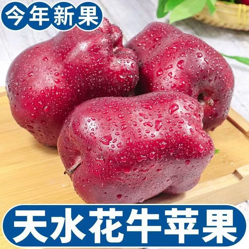 甘肃天水花牛苹果头茬现摘现发精品高山种植包邮