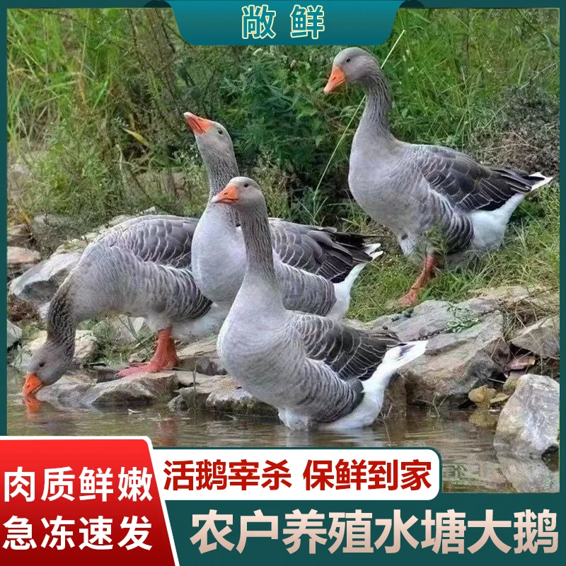 （买1送1）两只毛重16斤净重9斤散养大灰鹅青年鹅朗德鹅肉带心肝