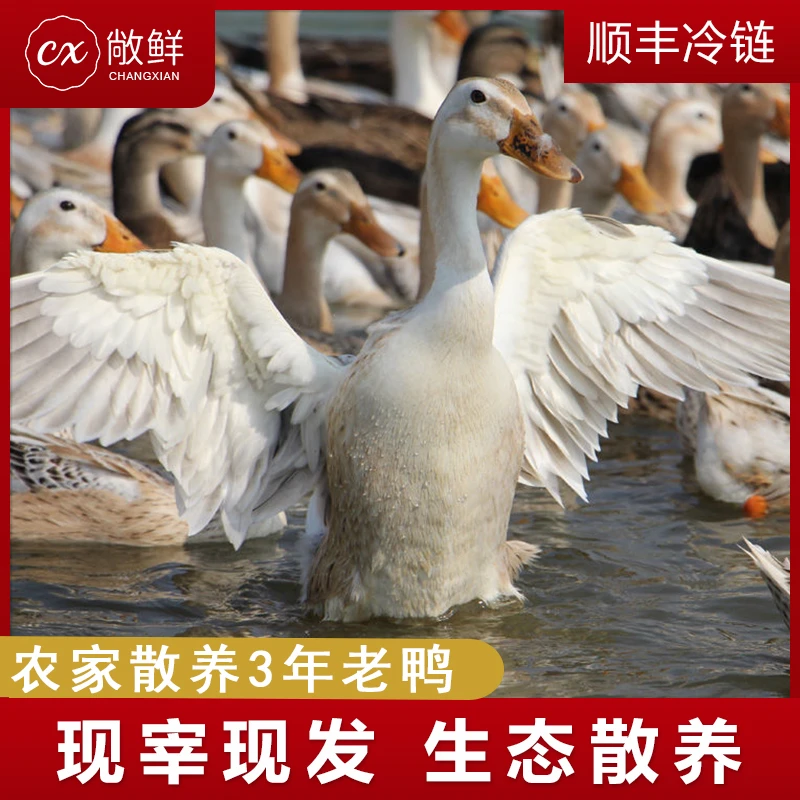 【福利】农家散养3年老鸭子5-6斤土鸭新鲜现杀 净膛真空 顺丰