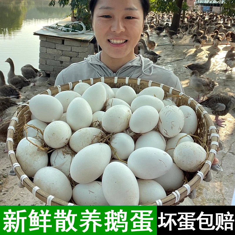 【小老妹】现捡现发新鲜散养鹅蛋一箱12枚单枚重120g左右
