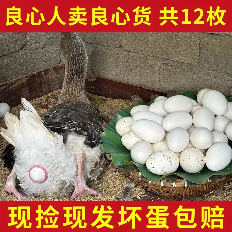 【娟娟家】现捡现发新鲜散养鹅蛋一箱12枚单枚重120g左右双黄居多