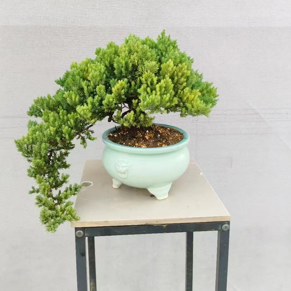 新西兰珍珠柏，真柏，造型盆景（一物一拍）自主下单随机发货大小尺寸