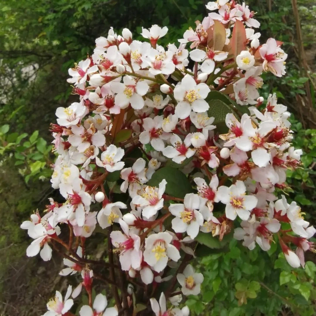 一物一拍 海岛石枫 海岛栀子花 海岛春花 桃金娘