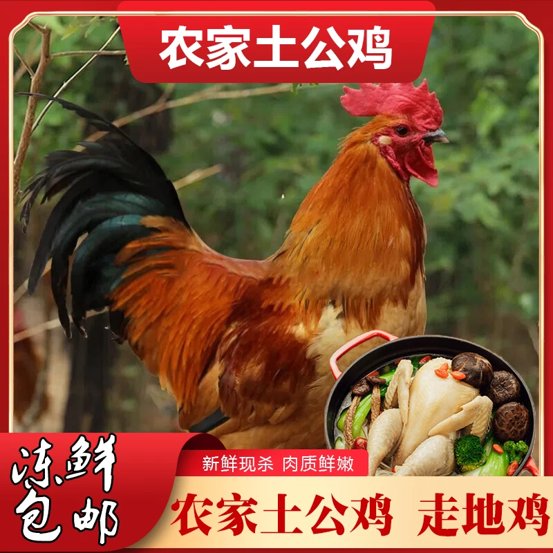 2只农家散养大公鸡   土鸡柴鸡笨鸡 冷链包邮 新鲜现杀鸡肉