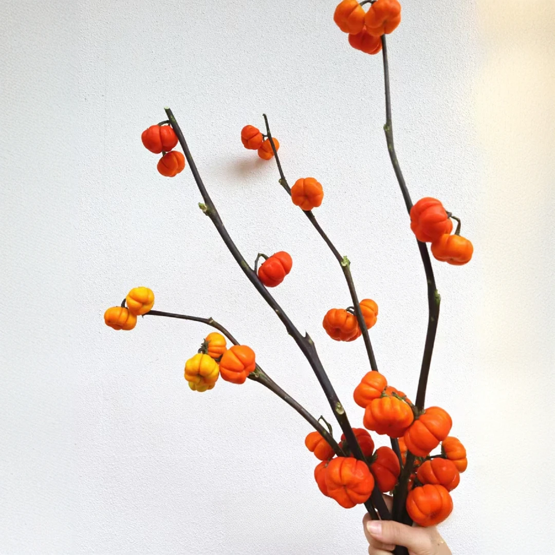 【秦小胖】小南瓜主播推荐   可做干花 （轻微掉果不售后）