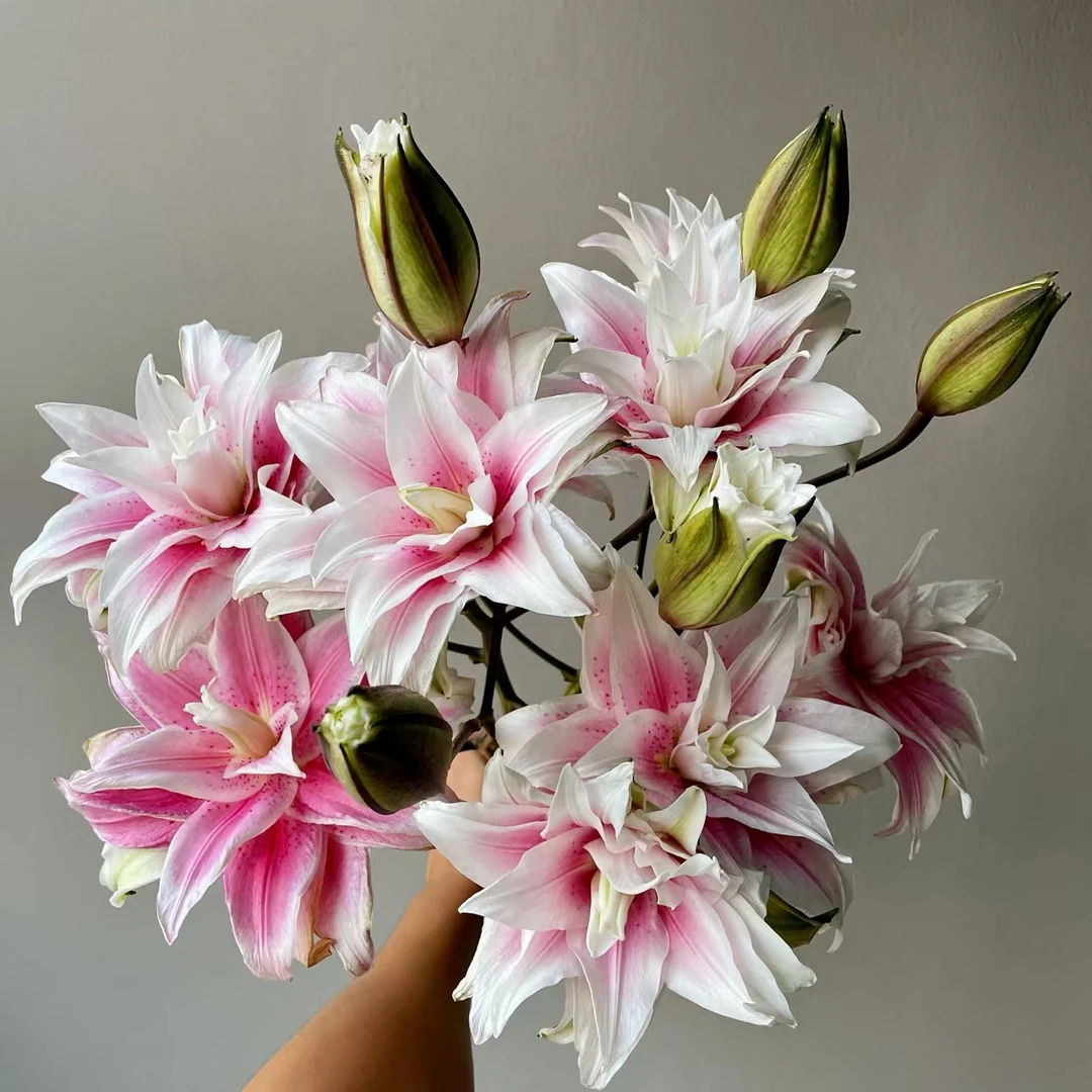 【秦小胖】伊莎贝拉重瓣2头百合5枝装 任意两单顺丰包邮