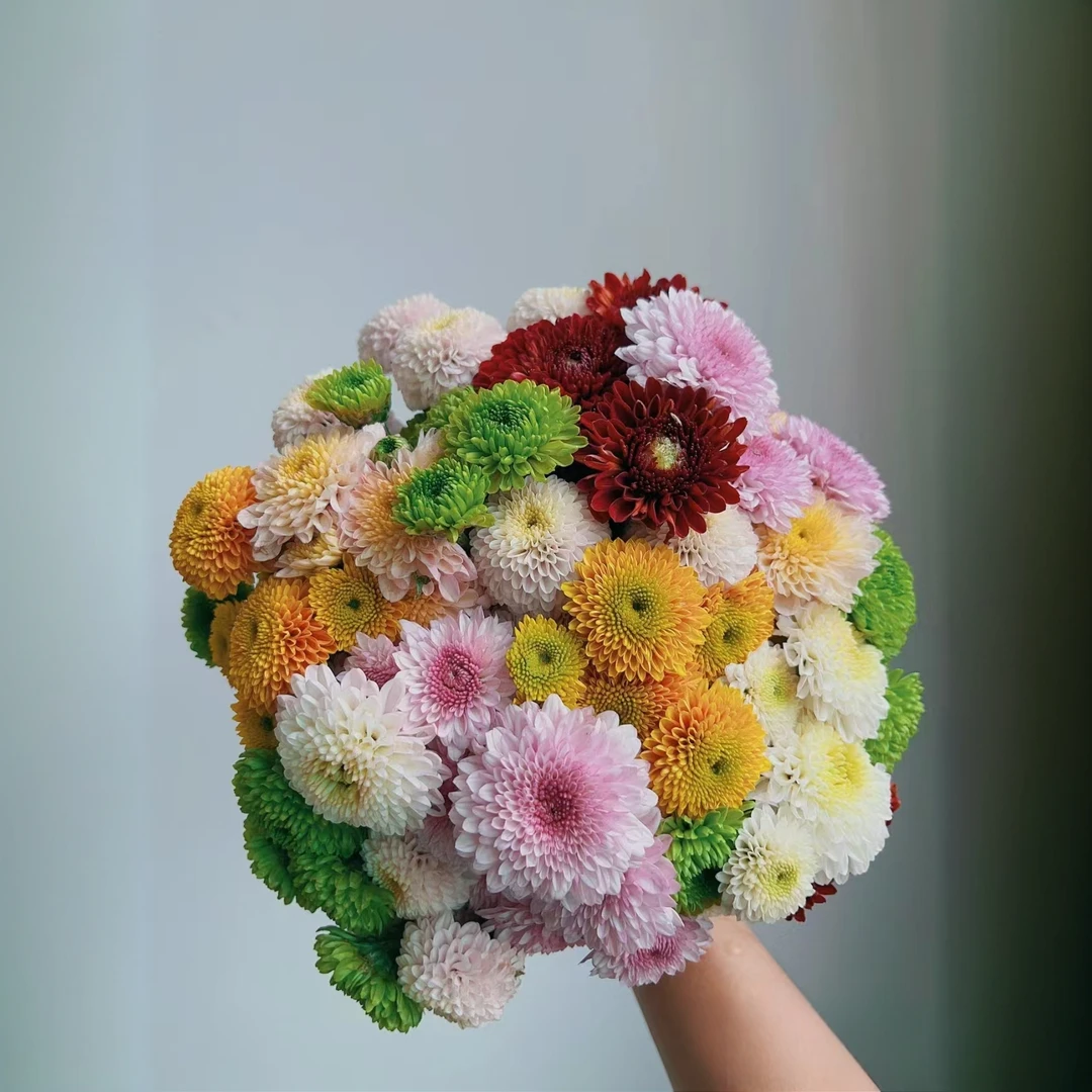 【秦小胖】混色小菊  花期超长 任意2单顺丰包邮