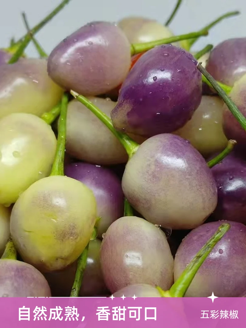 云南新鲜七彩椒辣椒五彩椒五色椒圆椒灯笼椒泡椒现摘现发包邮批发