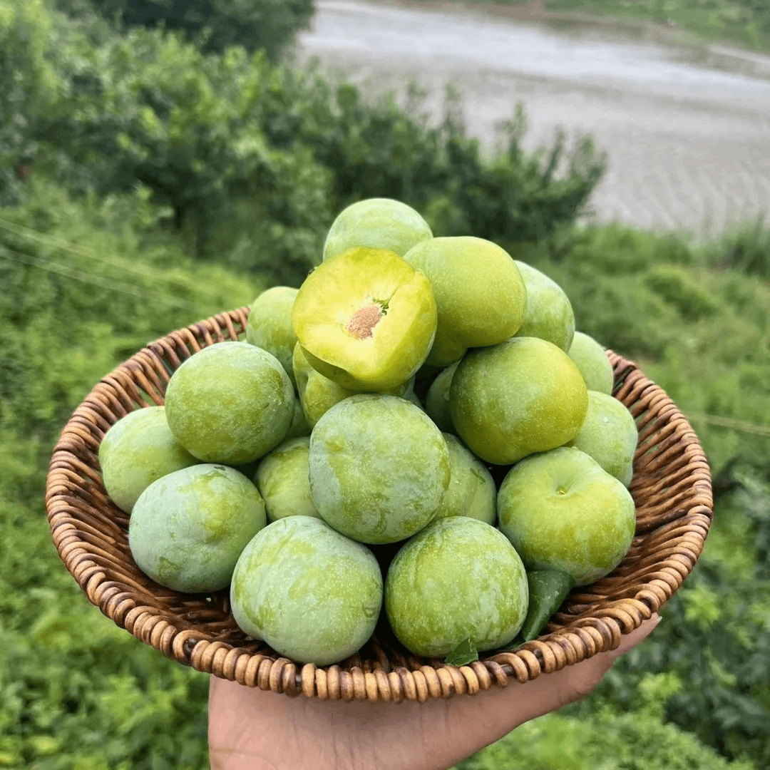 冰脆李±500g