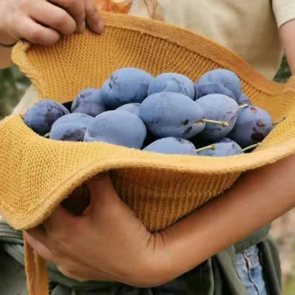 【预售9.8左右发货】阿拉善致良田大漠西梅