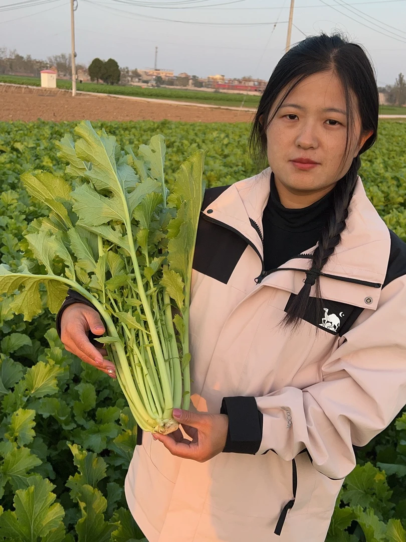 雪里红雪菜新鲜雪里蕻菜农家新鲜蔬菜 可腌制咸菜下饭菜 现摘