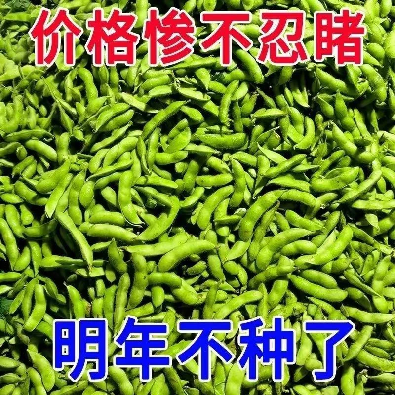 新鲜毛豆现摘现发