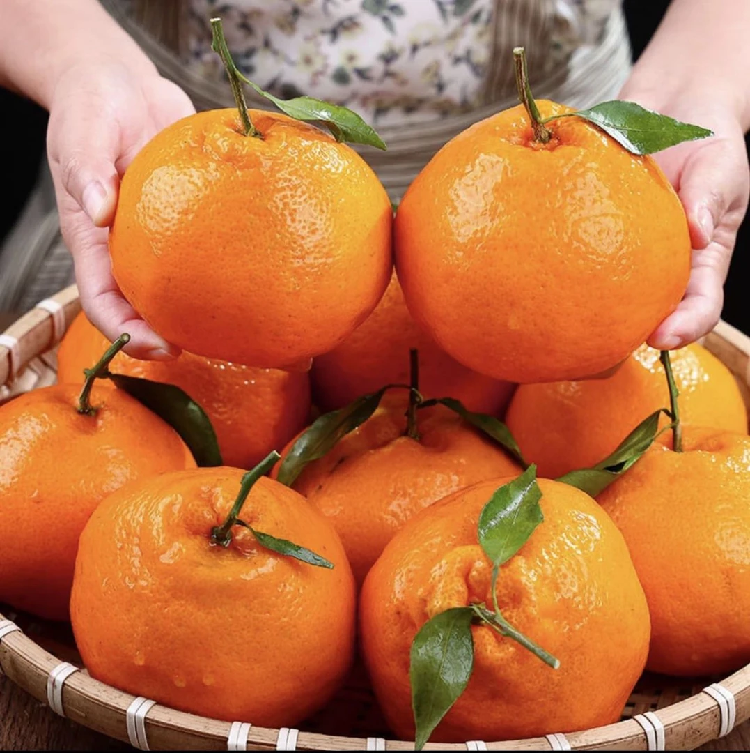 四川春见耙耙柑香甜爆汁爽口细腻新鲜采摘包邮1
