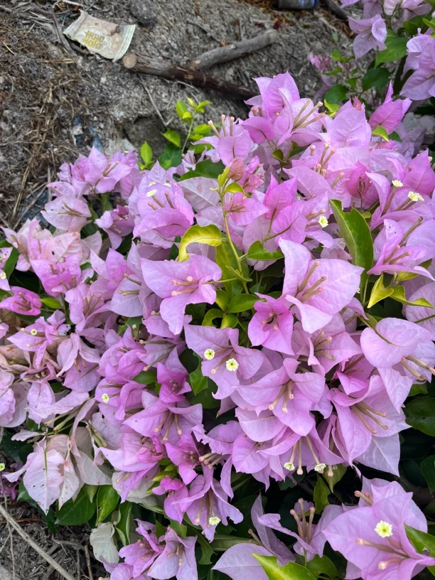 三角梅鲜活植物包新鲜不包活