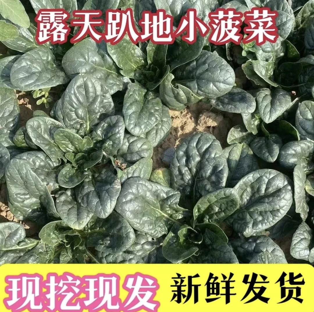 【洋洋甄选】河南农家露天趴地小菠菜 新鲜发货 4斤 包邮