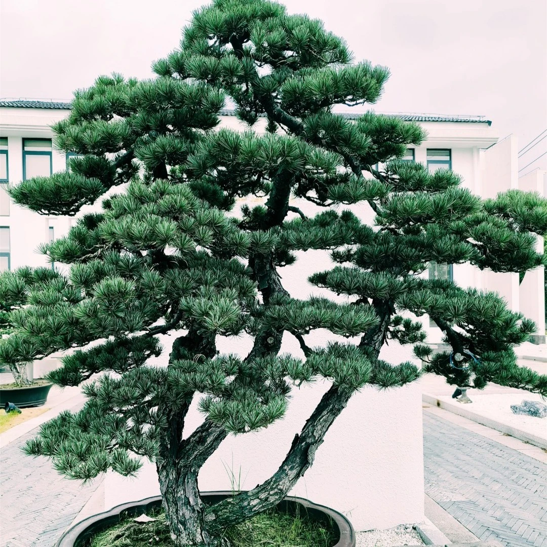 罗汉松地景喜阴喜水，适合盆栽地栽，适合庭院别墅摆放