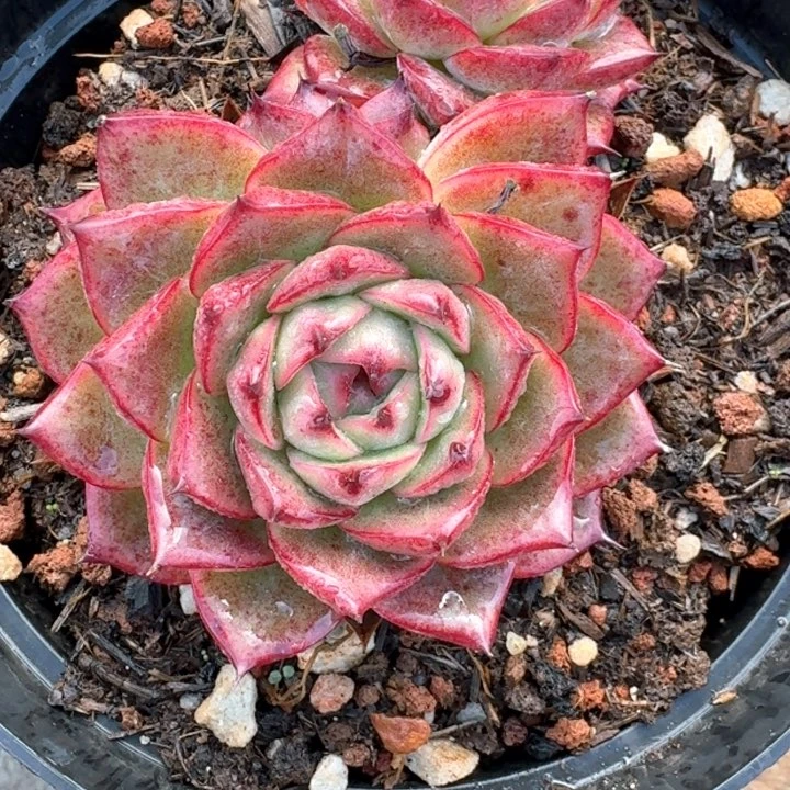 专拍链接多肉精品