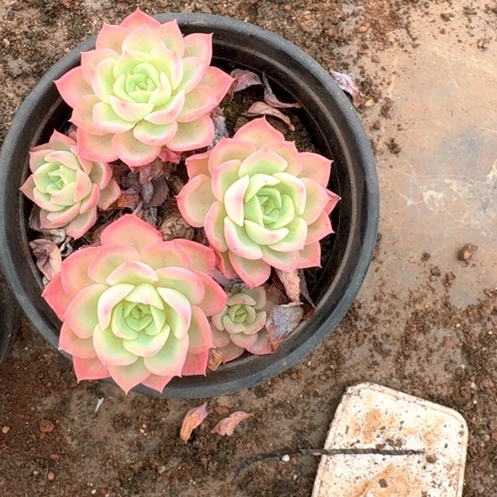 肉肉专拍多肉精品老庄