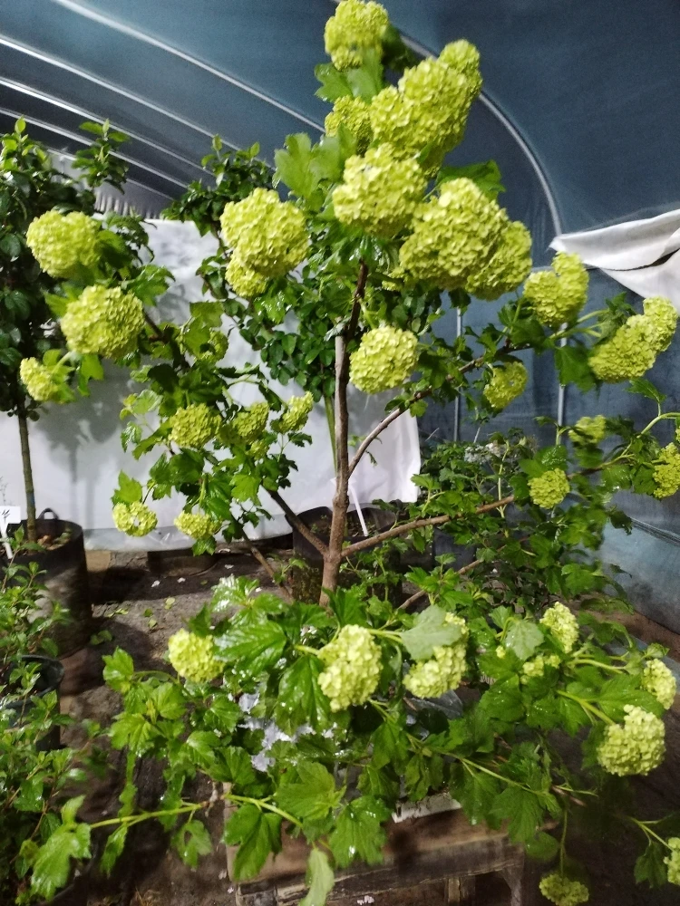 欧洲木绣球盆栽地栽别墅庭院阳台南北方都可以种植