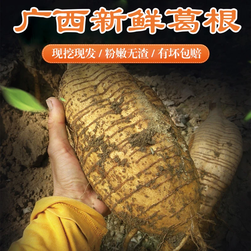 现挖新鲜粉葛精选农家自种无渣清甜粉嫩包邮广西大山和平葛薯煲汤