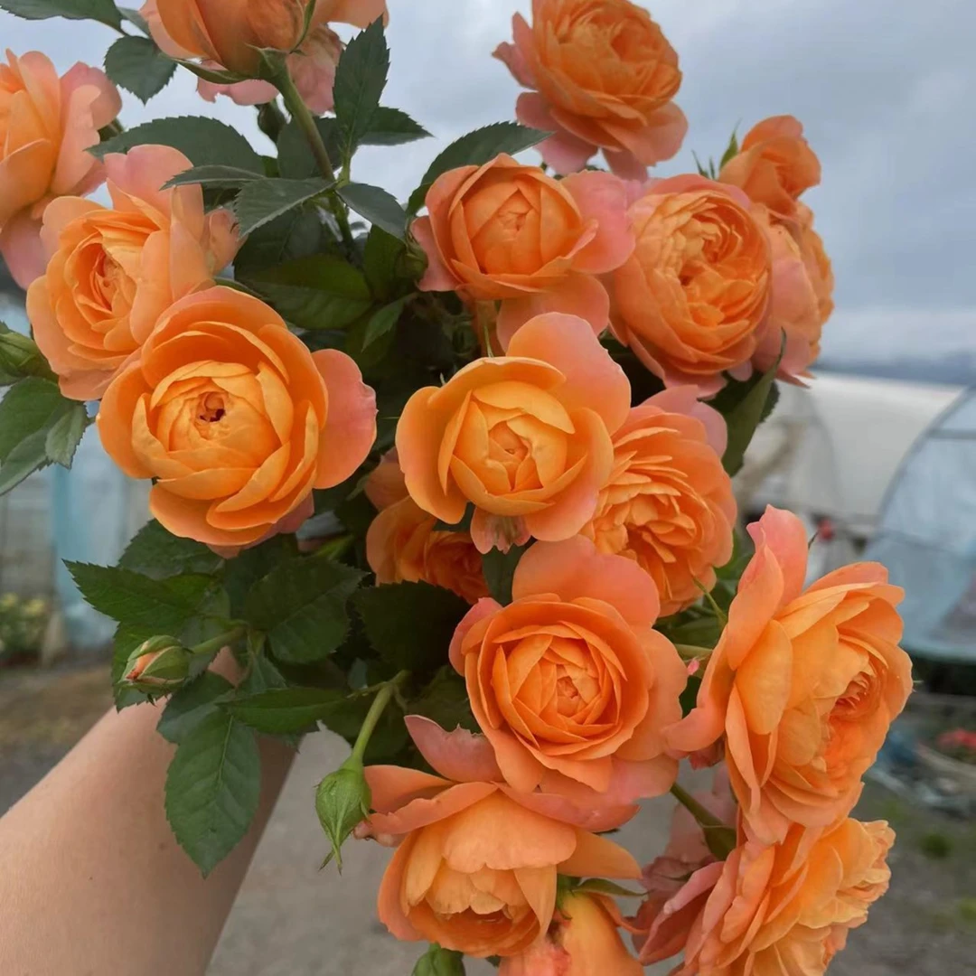 果汁阳台加仑盆 月季花苗盆栽庭院玫瑰大花月季欧植物多季开花