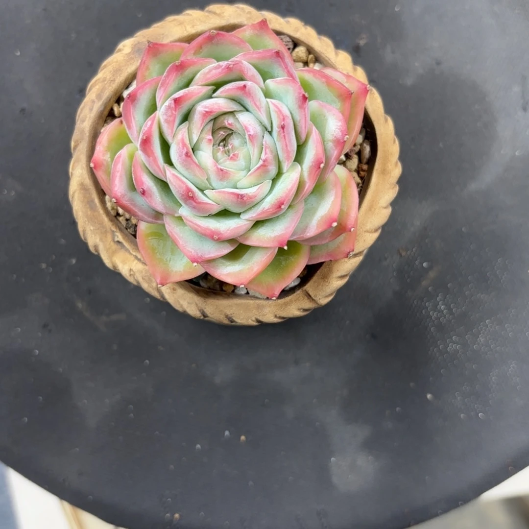 ?****多肉盆一个