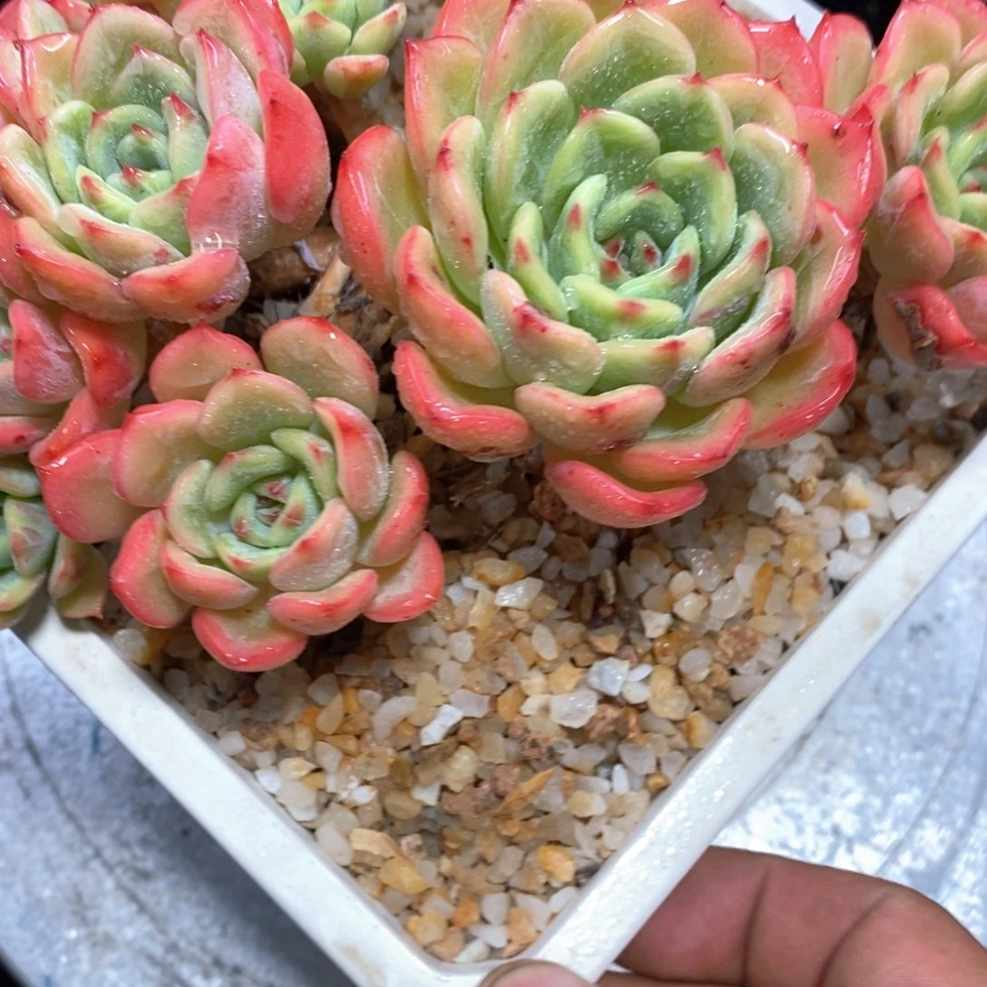 u****2一物一拍三文鱼一个