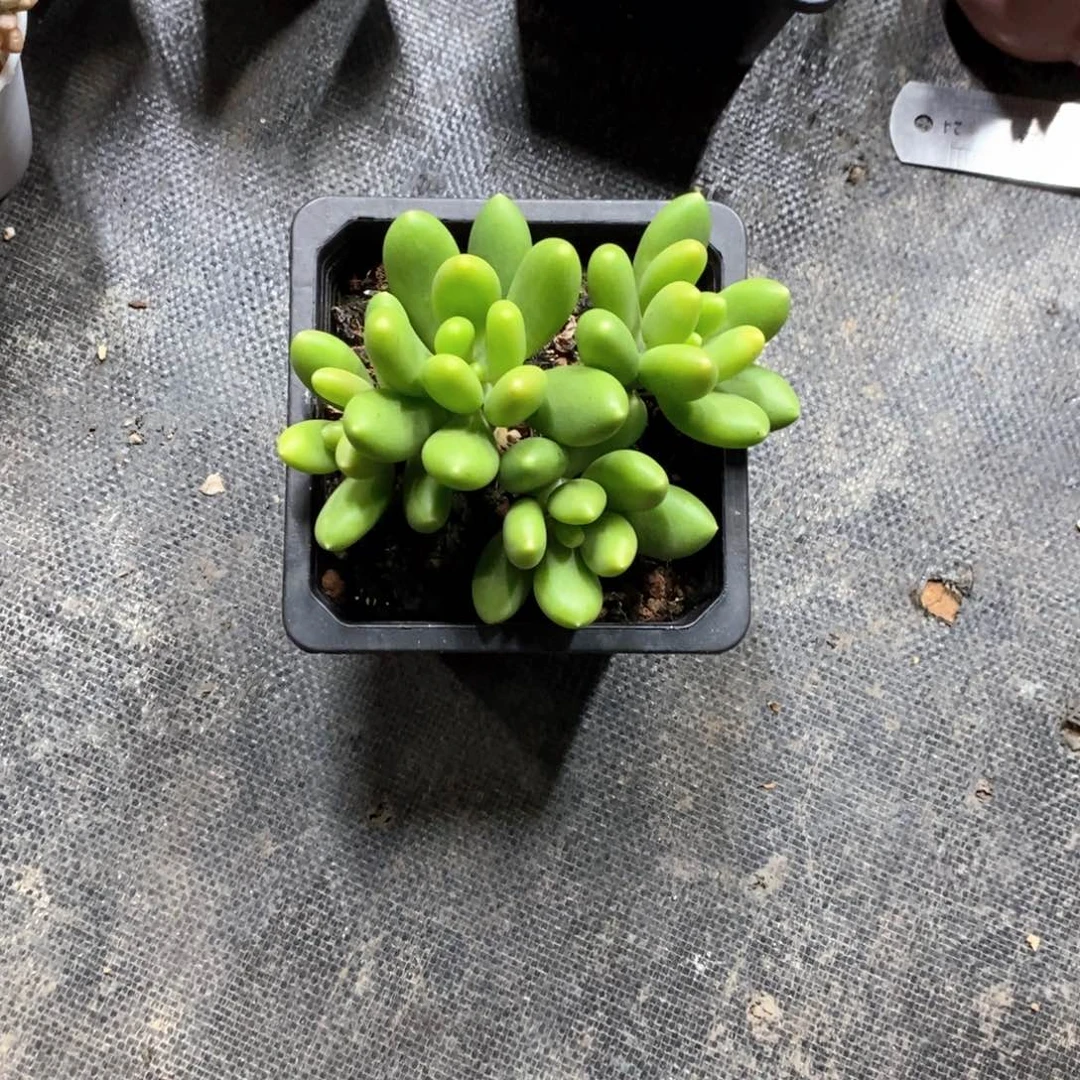 上***主一物一拍，经常带盆