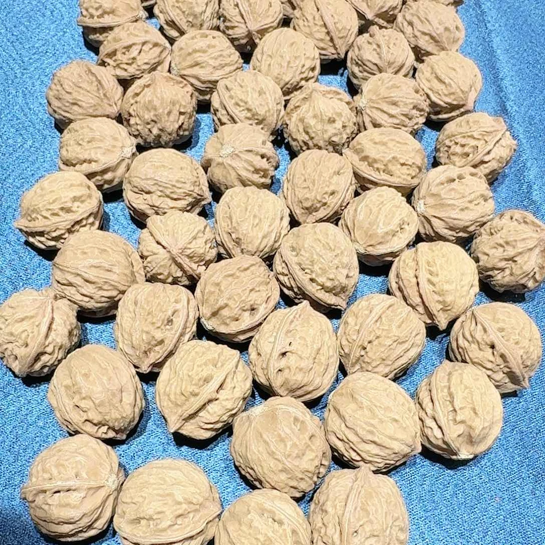 核桃核雕12号边25bo gua