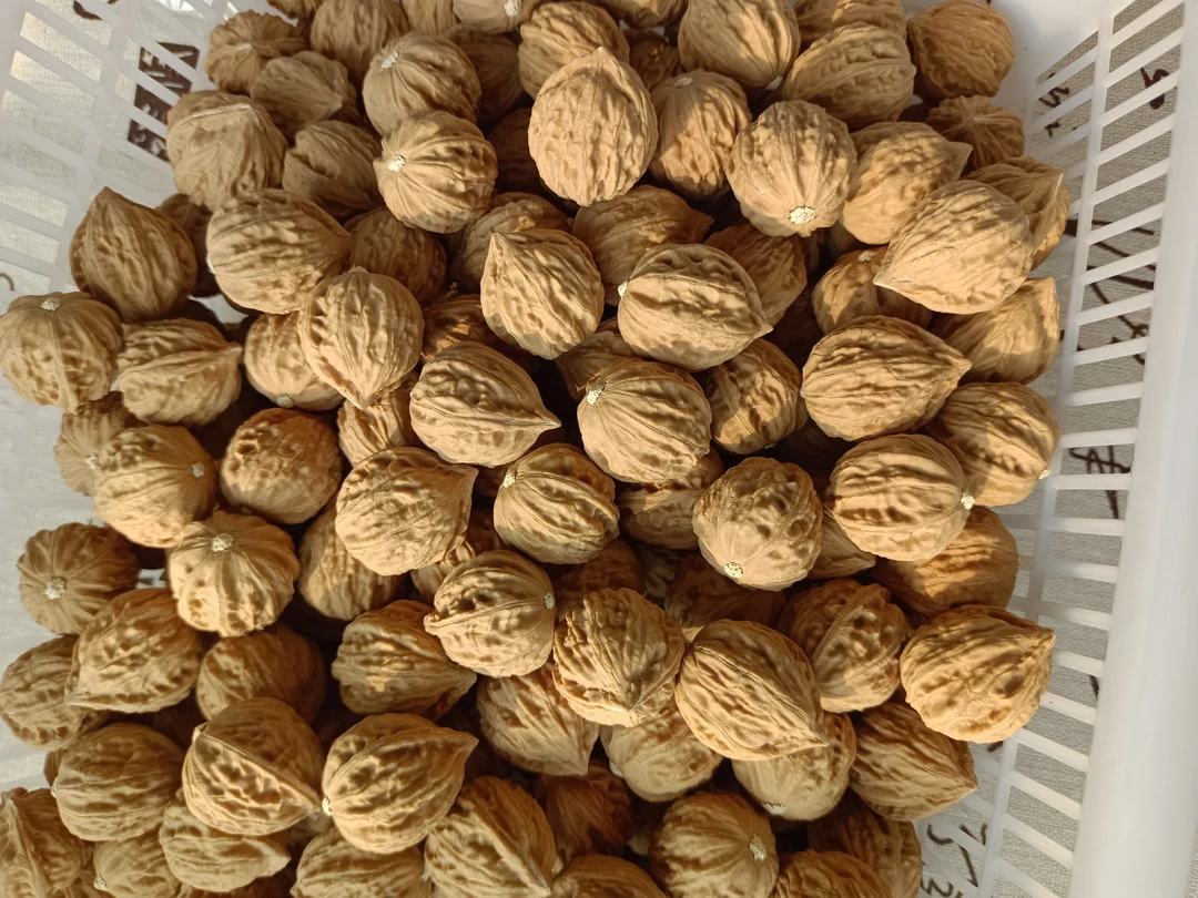 野生小核桃手串树皮纹手串浅纹八楞手串小秋子手串