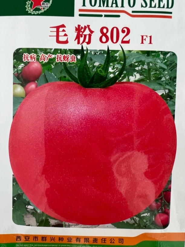 精选杂交802毛粉番茄种子