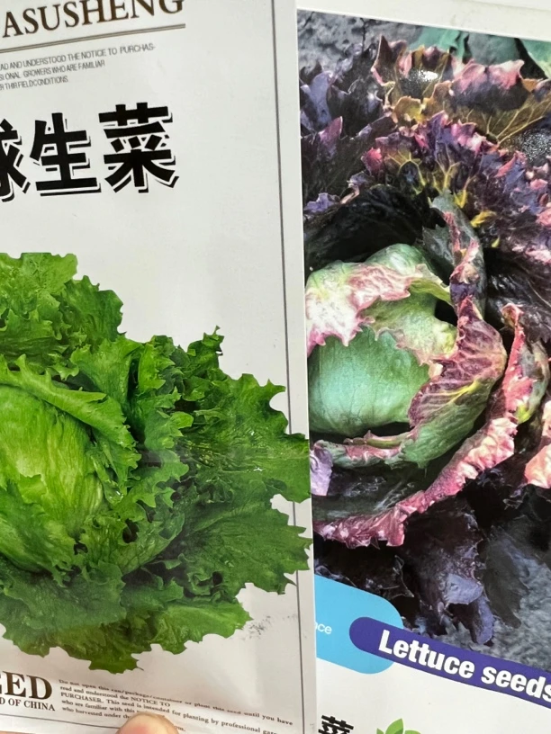 绿球生菜，紫球生菜种子