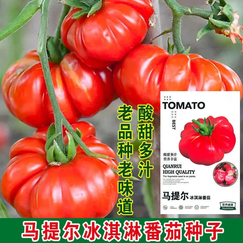 精选马提冰淇淋番茄种子