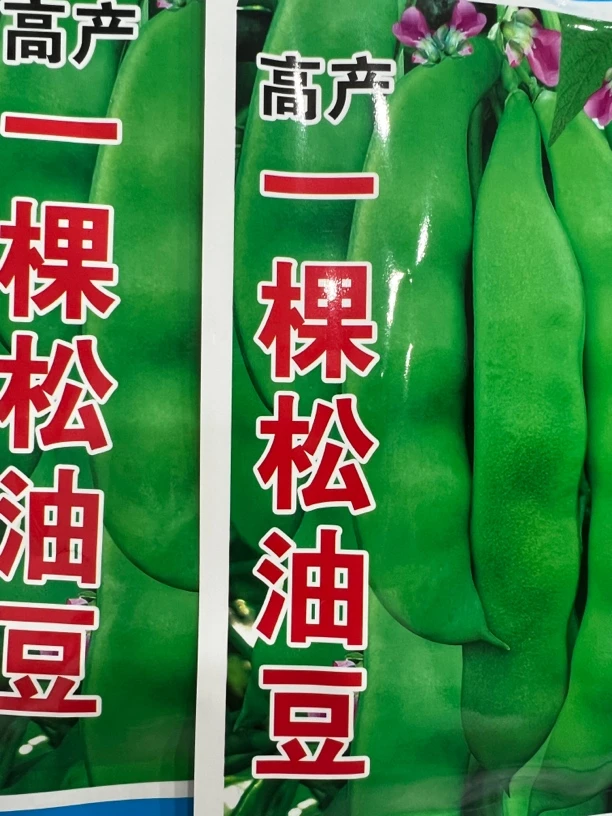 发2袋 高产一棵松油豆种子