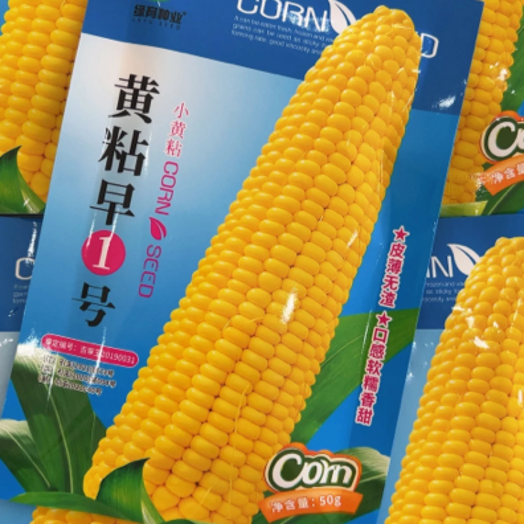 小黄粘香糯黄玉米种子