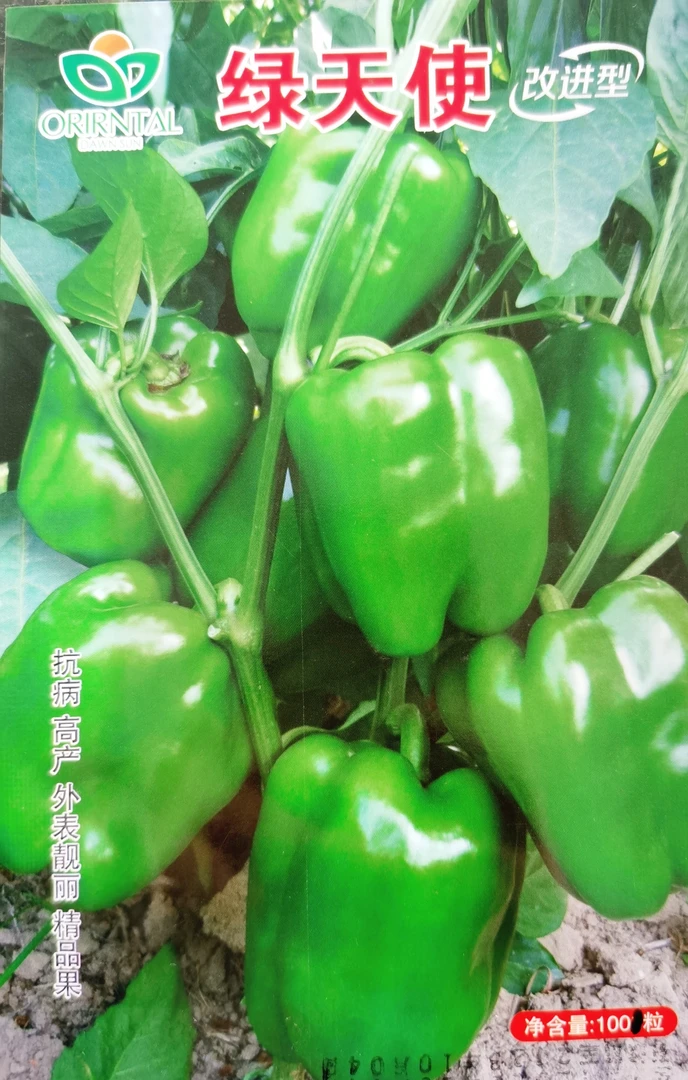 绿天使辣椒种子，巴猛麻辣椒