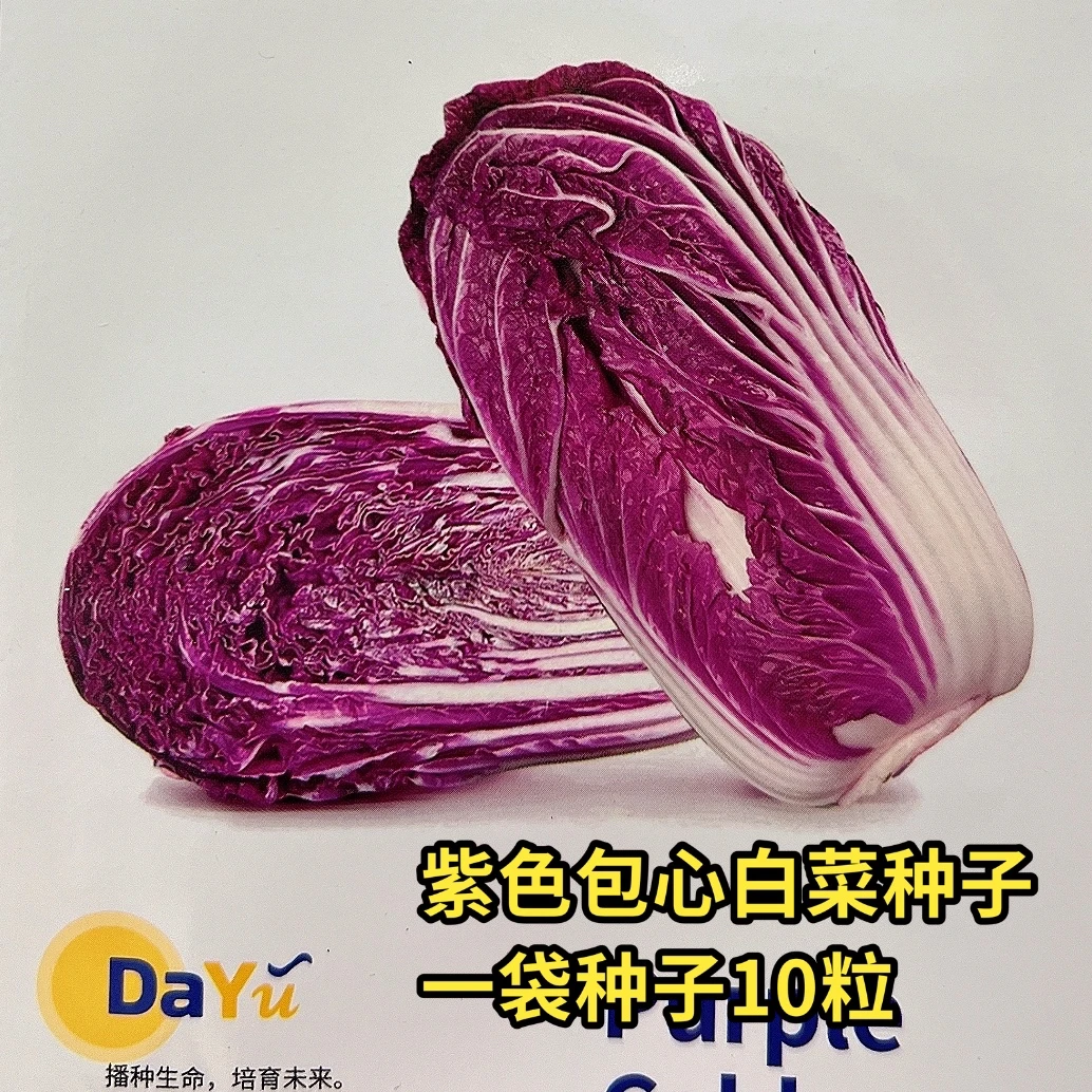 拍一发2 紫色包心白菜种子10粒