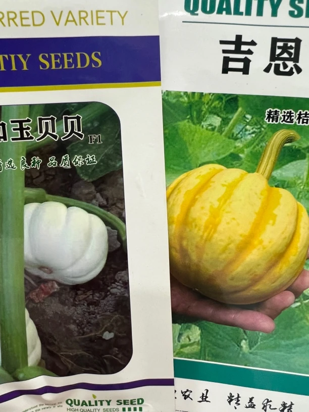 吉恩贝贝，如玉贝贝南瓜种子